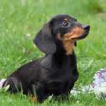 Black Dachshund , 8 Fabulous Funny Weiner Dog Pictures In Dog Category