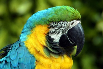 Blue Gold Macaw , 8 Beautiful Blue And Gold Macaw Facts In Birds Category