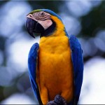 Blue Gold Macaw Wallpaper , 8 Good Blue And Gold Macaws In Birds Category