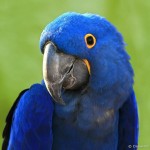Blue Hyacinth Macaw , 8 Wonderful Blue Hyacinth Macaw In Birds Category