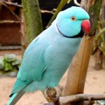 Blue Indian Ringneck Parakeet , 8 Nice Indian Ringneck Parrot In Birds Category