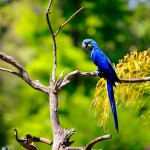 Blue Macaw , 8 Beautiful Blue And Gold Macaw Facts In Birds Category