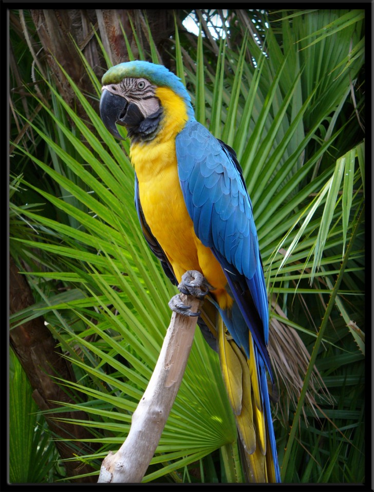 Birds , 7 Cool Pictures Of Macaws : Blue Macaw