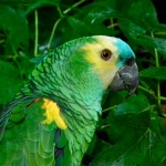Blue Parrot , 8 Nice Blue Fronted Amazon Parrot In Birds Category