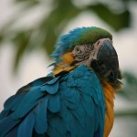 Blue Throated Macaw Parrot , 7 Awesome Blue Throated Macaw In Birds Category