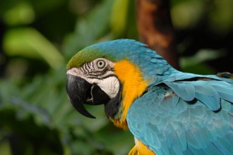 Blue And Gold Macaw , 8 Beautiful Blue And Gold Macaw Facts In Birds Category