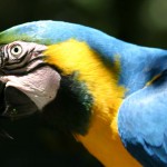 Blue and Gold Macaw head , 8 Beautiful Blue And Gold Macaw Facts In Birds Category