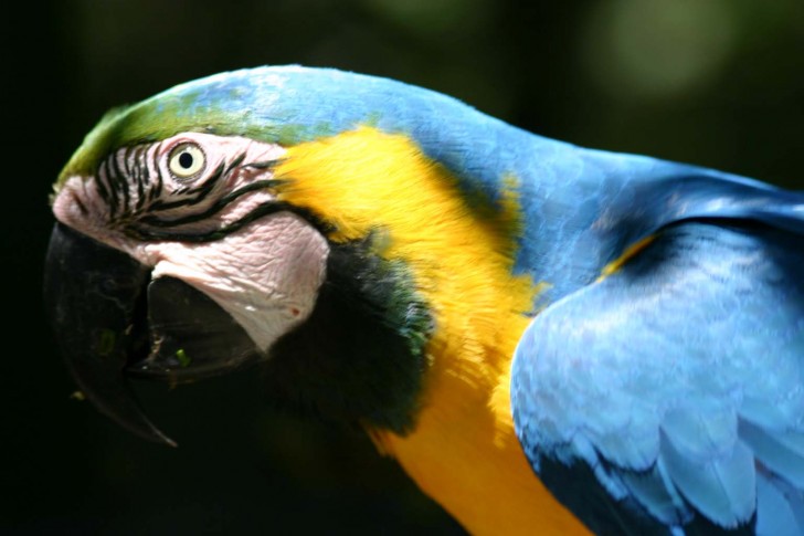 Birds , 8 Beautiful Blue And Gold Macaw Facts : Blue And Gold Macaw Head