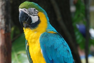 Blue and Gold Macaw in Dog