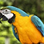 Blue and Gold Macaw , 8 Good Blue And Gold Macaws In Birds Category