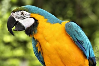 Blue And Gold Macaw , 8 Good Blue And Gold Macaws In Birds Category
