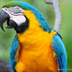 Blue and Gold Macaw , 8 Good Blue And Gold Macaws In Birds Category