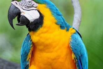 Blue And Gold Macaw , 8 Good Blue And Gold Macaws In Birds Category