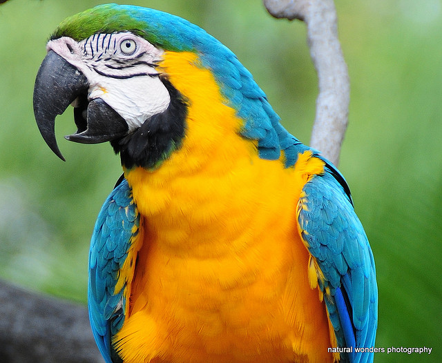 Blue and Gold Macaw : Biological Science Picture Directory – Pulpbits.net
