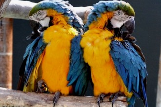 Blue And Gold Macaws , 7 Charming Blue Macaw Facts In Birds Category