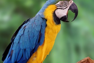 Blue And Yellow Macaw , 6 Facts About Macaws In Birds Category