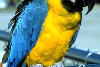 Blue And Yellow Macaw , 8 Beautiful Blue And Gold Macaw Facts In Birds Category