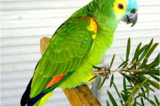 Blue Fronted Amazon , 8 Nice Blue Fronted Amazon Parrot In Birds Category