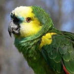 Blue fronted amazon parrot , 8 Nice Blue Fronted Amazon Parrot In Birds Category