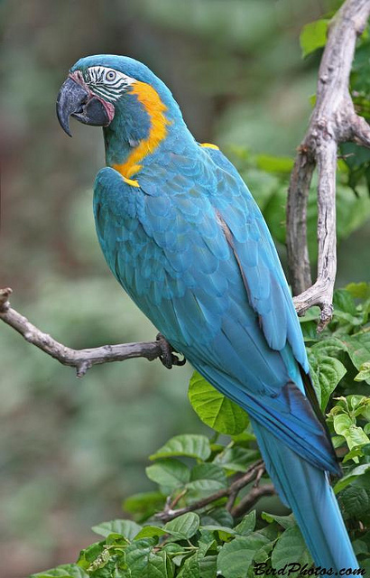 Birds , 7 Awesome Blue Throated Macaw : Blue Throated Macaw