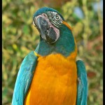 Blue throated Macaw , 7 Charming Blue Macaw Facts In Birds Category