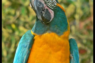Blue Throated Macaw , 7 Charming Blue Macaw Facts In Birds Category