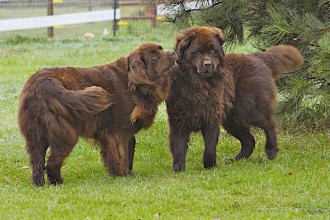 Brown Newfoundland Dog , 7  Lovely Pictures Of Newfoundland Dogs In Dog Category