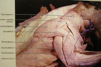 CAT DISSECTION , 7 Amazing Cat Muscle Dissection Pictures In Cat Category