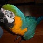 Cage Blue & Gold Macaw , 8 Beautiful Blue And Gold Macaw Facts In Birds Category
