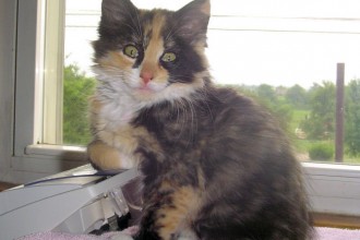 Calico Cat , 7 Gorgeous Pictures Of Calico Cats In Cat Category