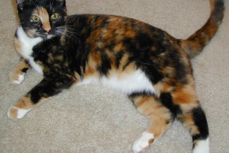 Calico Cat Breeds , 7 Gorgeous Pictures Of Calico Cats In Cat Category