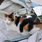 Calico Cat Facts , 7 Gorgeous Calico Cats Pictures In Cat Category