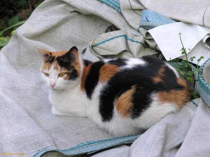 Cat , 7 Gorgeous Calico Cats Pictures : Calico Cat Facts