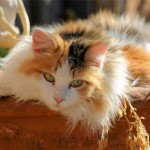 Calico Cat , 7 Gorgeous Calico Cats Pictures In Cat Category