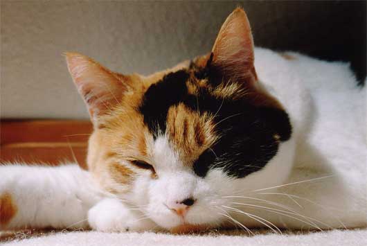 Cat , 7 Gorgeous Calico Cats Pictures : Calico Cats
