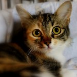 Calico Kitten , 7 Gorgeous Pictures Of Calico Cats In Cat Category