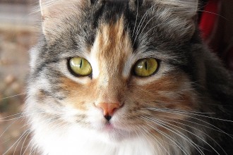 Calico Siberian Cat , 7 Awesome Calico Cat Pictures In Cat Category