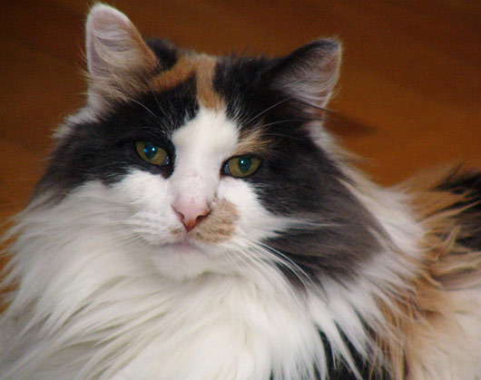 Cat , 7 Awesome Calico Cat Pictures : Calico Cat Picture