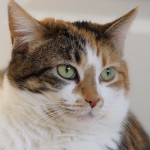 Calico tabby , 6 Wonderful Tabby Cat Pictures In Cat Category