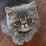 Cat Breeds Picture , 8 Cute Cat Breeds Pictures In Cat Category
