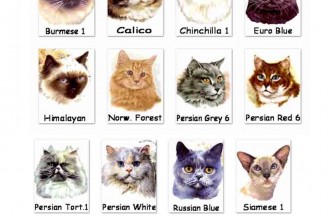 Cat Breeds , 6 Best List Of Cat Breeds With Pictures In Cat Category