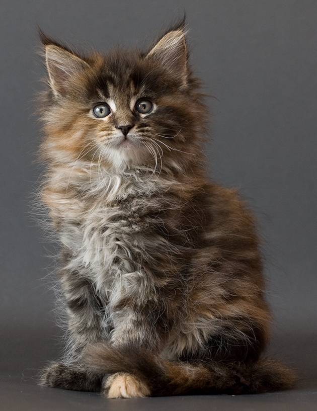 Cat , 6 Lovely Cat Breeds With Pictures : Cat Breeds