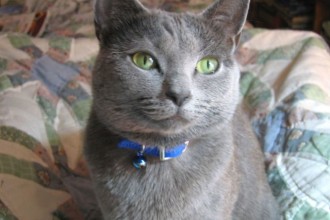 Cat Breeds , 7 Gorgeous Pictures Of Russian Blue Cats In Cat Category
