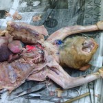 Cat Dissection , 6 Amazing Cat Dissection Pictures In Cat Category