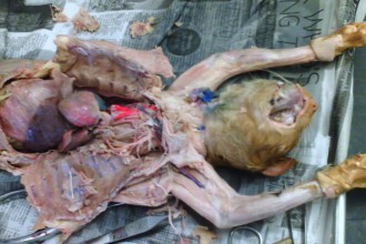 Cat Dissection , 6 Amazing Cat Dissection Pictures In Cat Category