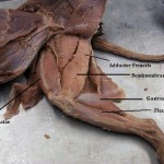 Cat Dissection , 7 Amazing Cat Muscle Dissection Pictures In Cat Category