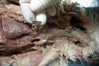 Cat Dissections , 6 Amazing Cat Dissection Pictures In Cat Category