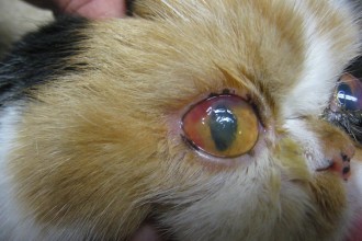 Cat Eye Infection , 7 Cat Eye Infection Pictures You Should Consider In Cat Category