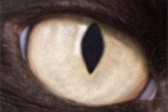 Cat Eye Syndrome Science , 5 Fabulous Cat Eye Syndrome Pictures In Cat Category