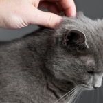 Cat Flea Facts , 5 Fabulous Cat Fleas Pictures In Cat Category